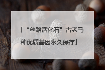 “丝路活化石”古老马种优质基因永久保存
