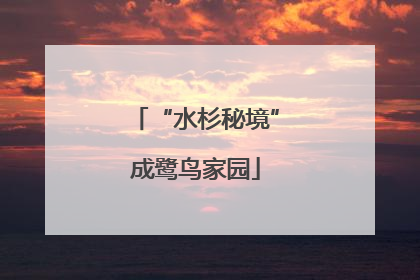 “水杉秘境”成鹭鸟家园