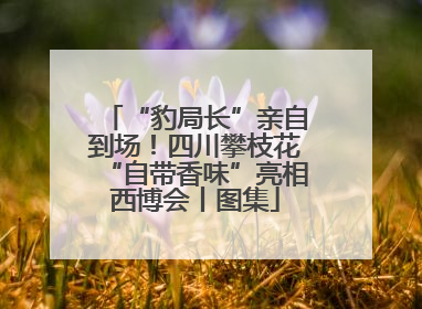“豹局长”亲自到场！四川攀枝花“自带香味”亮相西博会丨图集