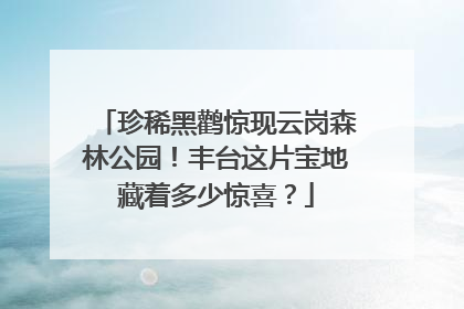 珍稀黑鹳惊现云岗森林公园！丰台这片宝地藏着多少惊喜？