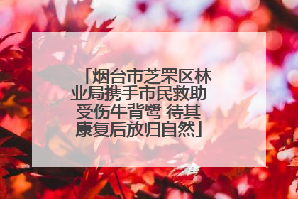 烟台市芝罘区林业局携手市民救助受伤牛背鹭 待其康复后放归自然
