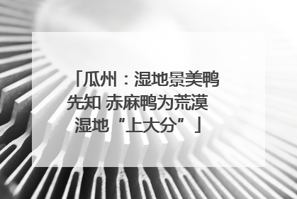瓜州：湿地景美鸭先知 赤麻鸭为荒漠湿地“上大分”