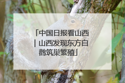 中国日报看山西｜山西发现东方白鹳筑巢繁殖
