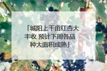 城阳上千亩红杏大丰收 预计下周各品种大面积成熟