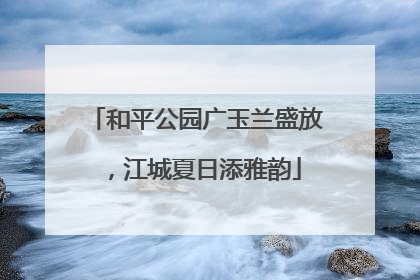 和平公园广玉兰盛放，江城夏日添雅韵