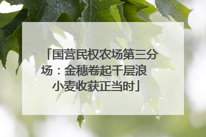 国营民权农场第三分场：金穗卷起千层浪 小麦收获正当时