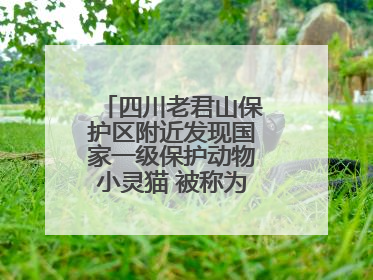 四川老君山保护区附近发现国家一级保护动物小灵猫 被称为“生态试纸”