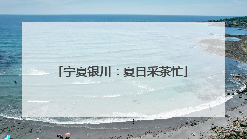 宁夏银川：夏日采茶忙
