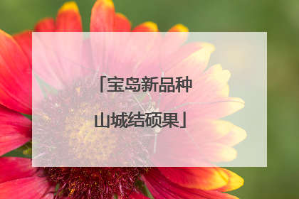 宝岛新品种 山城结硕果