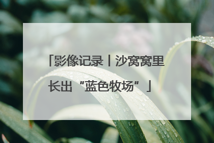 影像记录丨沙窝窝里长出“蓝色牧场”