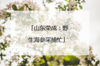 山东荣成：野生海参采捕忙