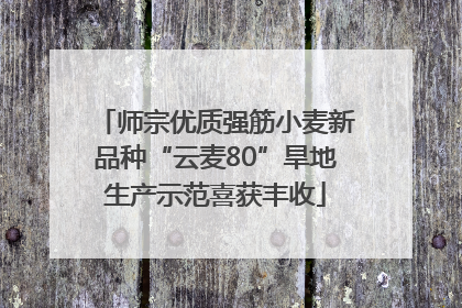 师宗优质强筋小麦新品种“云麦80”旱地生产示范喜获丰收