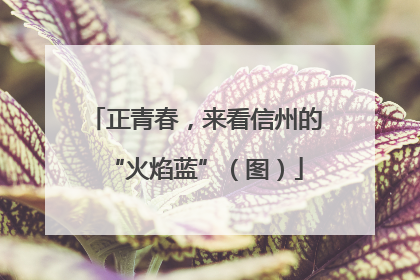 正青春，来看信州的“火焰蓝”（图）