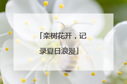 栾树花开，记录夏日浪漫