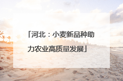 河北：小麦新品种助力农业高质量发展