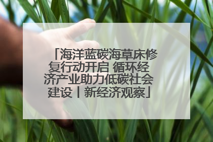 海洋蓝碳海草床修复行动开启 循环经济产业助力低碳社会建设丨新经济观察