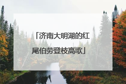 济南大明湖的红尾伯劳登枝高歌