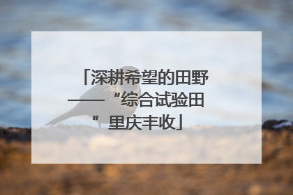 深耕希望的田野——“综合试验田”里庆丰收