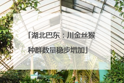 湖北巴东：川金丝猴种群数量稳步增加