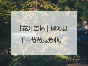 花开吉林｜柳河县千亩芍药竞芳菲