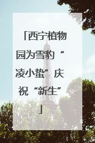 西宁植物园为雪豹“凌小蛰”庆祝“新生”
