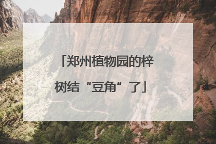 郑州植物园的梓树结“豆角”了