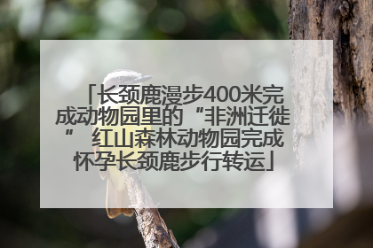 长颈鹿漫步400米完成动物园里的“非洲迁徙” 红山森林动物园完成怀孕长颈鹿步行转运