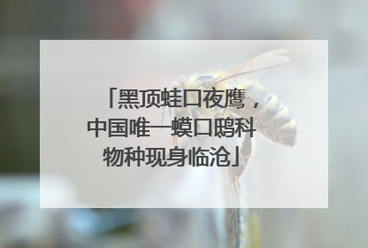 黑顶蛙口夜鹰，中国唯一蟆口鸱科物种现身临沧