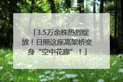 3.5万余株热烈绽放！日照这座高架桥变身“空中花廊”！